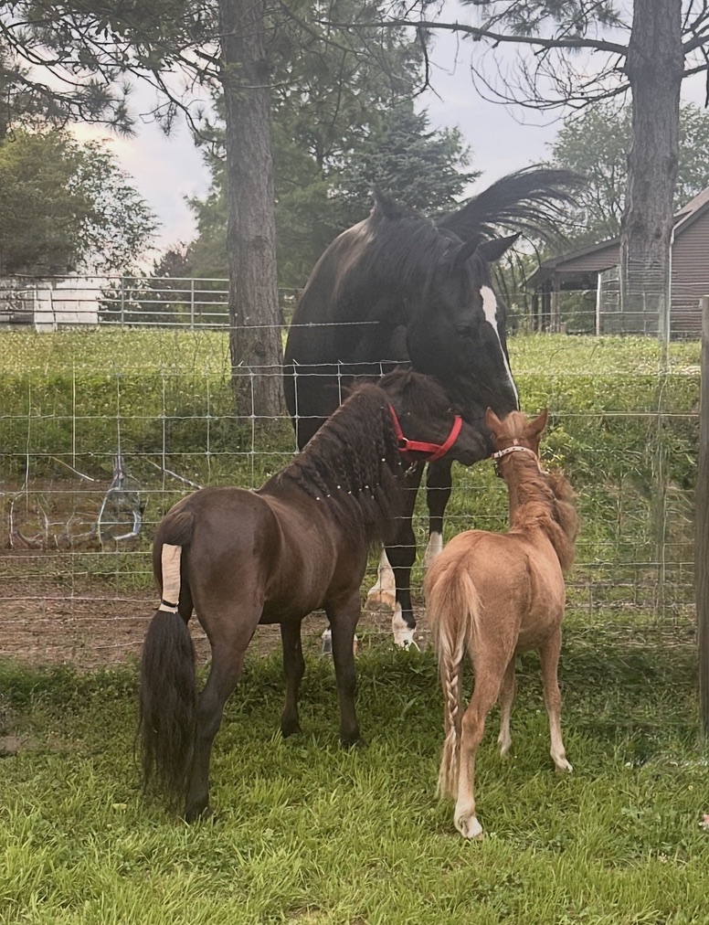 A mare, a pony, and a chestnut foal greet each other across the pasture fence.