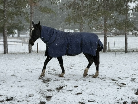Black horse in a navy winter blanket walking through fresh snow.