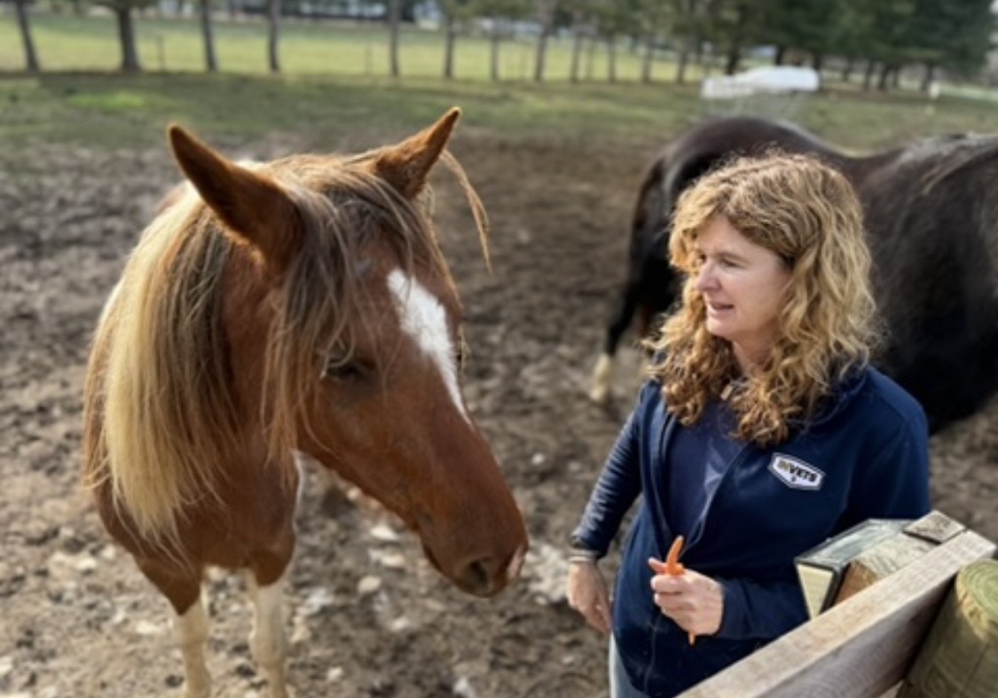 A volunteer offers a carrot to a paint rescue horse in the round pen.