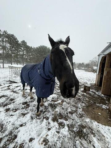 Black horse in a navy blanket standing near the barn during a snowfall.